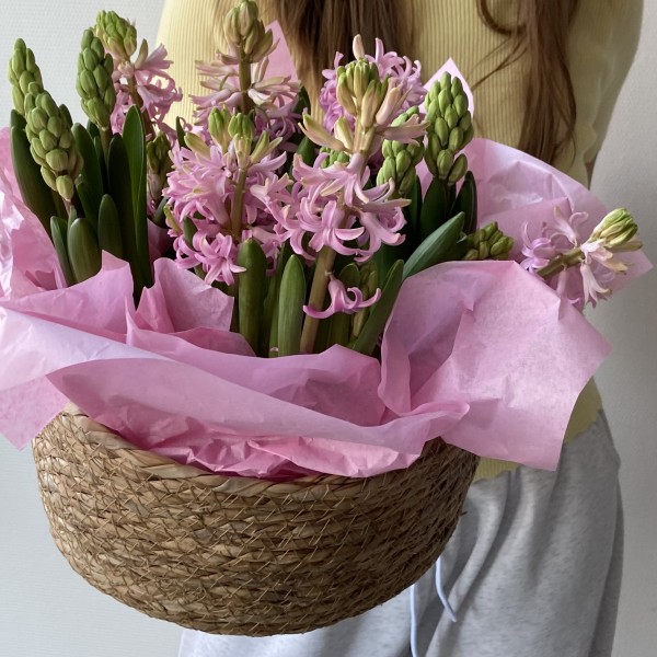           Гиацинты в соломенной корзине (4 вазона)