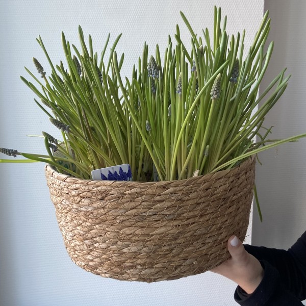       Мускарики синие