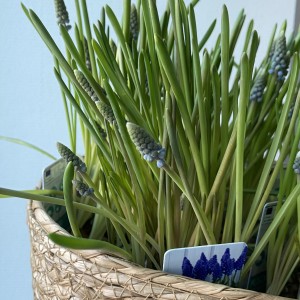       Мускарики синие