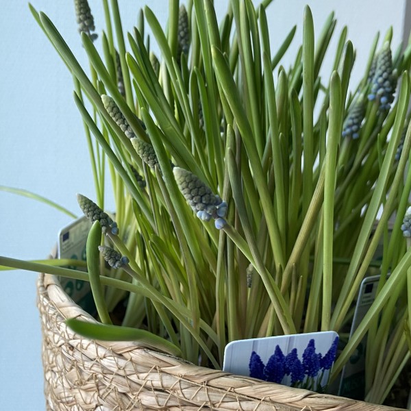       Мускарики синие