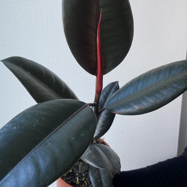            Фикус Абиджан