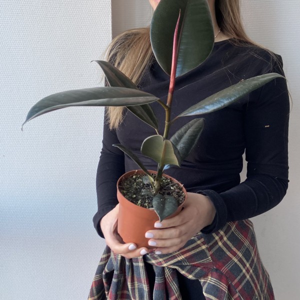            Фикус Абиджан