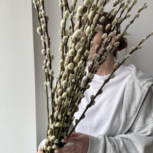 Верба (Саликс)