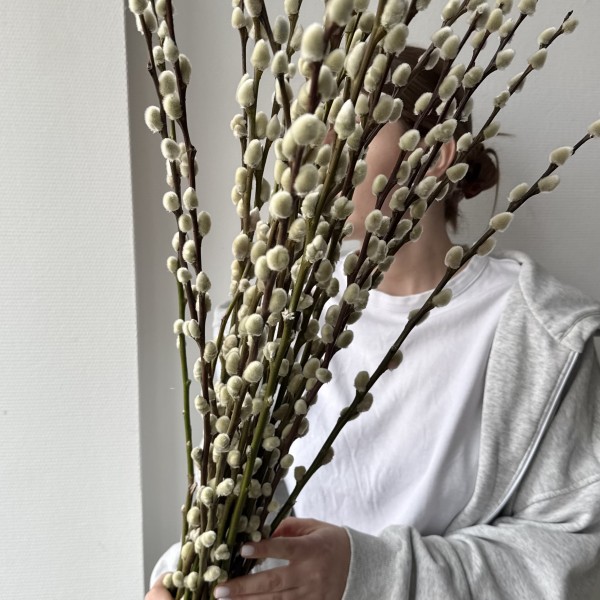 Верба (Саликс)