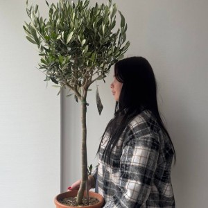 Олива дерево 100см