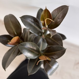 Фикус Эластика (3 ствола)