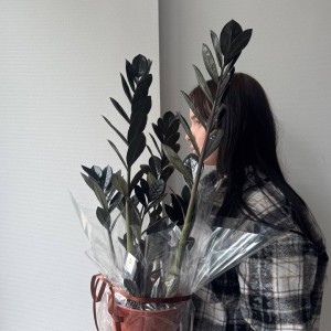  Замиокулькас Равен