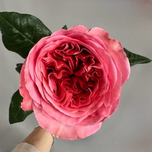                                           Букет из 25 пионовидных роз  «Пинк Экспрешн»