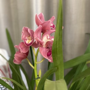 Цимбидиум 60см