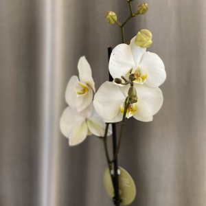 Белая орхидея (фаленопсис) 